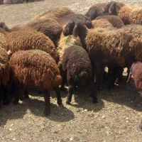 میش بره دار. داشتی