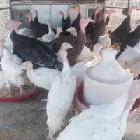 جوجه بوقلمون