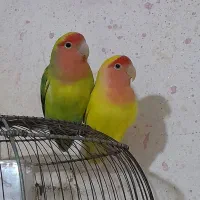 کوتوله برزیلی