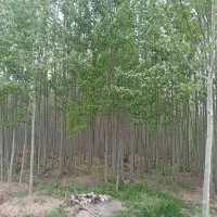فروش اشجار کبوده