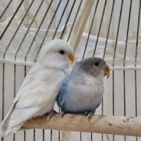 طوطی برزیلی دستی