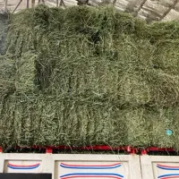 یونجه،کاه گندم،خوراک گوسفندی،اسبی،گاو و کزل