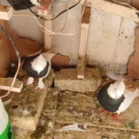 ۷ عدد کفتر  خوب باهم به فروش میرسد