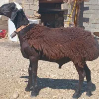 بره قوچی درجه 1 خشگل