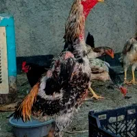 اوشامو آلمانی جوجه شکری سیاه