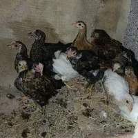 جوجه مرغ