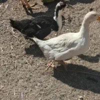 اردک