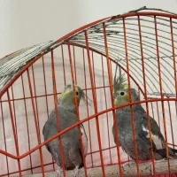 عروس هلندی دوعدد