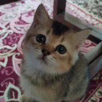 گلد