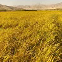 چلتوک|خوردنی و آشامیدنی|صحنه, |دیوار