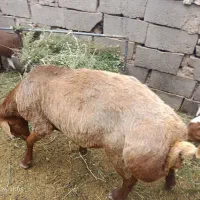 گوسفند