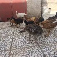 جوجه شوروای