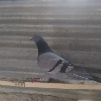 کبوتر هما