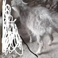 معاوضه موتور با بزغاله کوچک