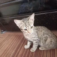 واگذاری رایگان گربه ی دی اس اچ