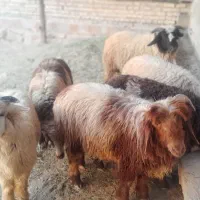 بره‌