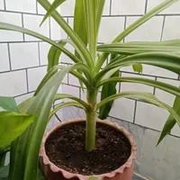 گل ذرتی شاداب|گل و گیاه طبیعی|جهرم, |دیوار