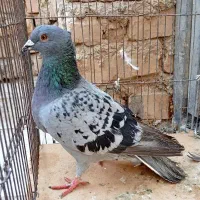 گوشی سالم... تعدادی کبوتر فروشی