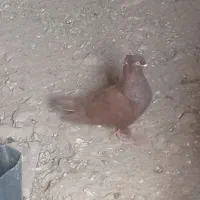 کبوتر