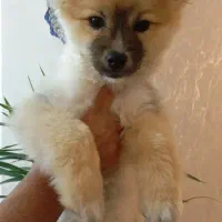 توله پامر اصیل