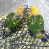 خورشیدی طوطی جوجه