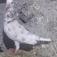 کفتر