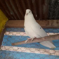 کبوتر