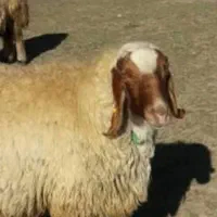 گوسفند