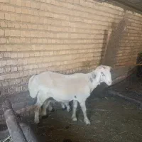 قوچ بذری جوون