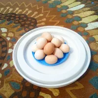 تخم مرغ برهما و پا پر طلایی و سفید