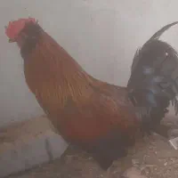 خروس گلین