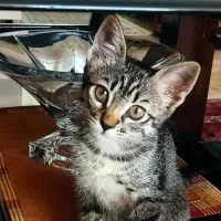 بچه گربه dsh مهربون