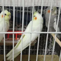 جوجه عروس هلندی