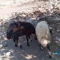 بره ماده