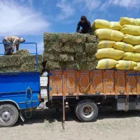 فروش یونجه