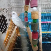 طوطی کوتوله  سفید