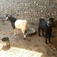 کهره نر و بز زاییده