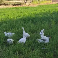 غاز محلی
