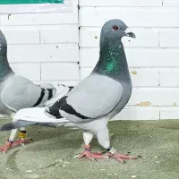 کبوتر پلاکی 2جفت مولر خالص