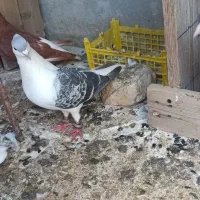 ساده نر