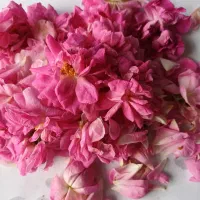 فروش گل محمدی اسانسی