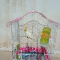 عروس هلندی فروشی