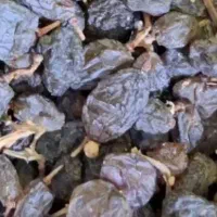 کشمش افتابی