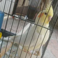 عروس هلندی نر و ماده