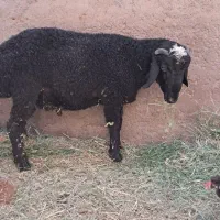 بره چاق بسیار زیبا و خوب