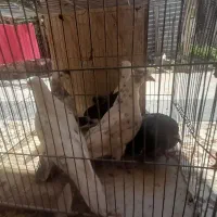 کبوتر در پرنده