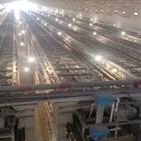 کارگر مرغداری تخم گذار