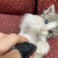 بچه گربه