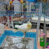 مرغ عشق وعروس هلندی