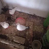 سلام این جفت به فروش می رسد همراه جوجه هایش